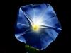 Filename=fleur_bleue_II.jpg
Filesize=68KB
Dimensions=1024x768
Date added=Mar 25, 2008 fleur_bleue_II.jpg